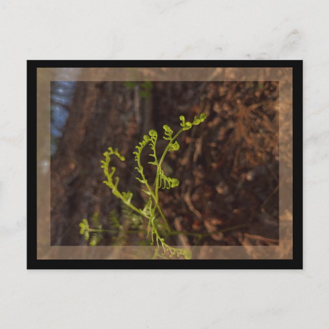 Postal verde primavera (Anverso)