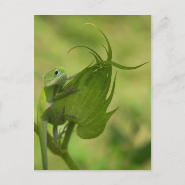 Postal Verdes del Sur (Anverso)