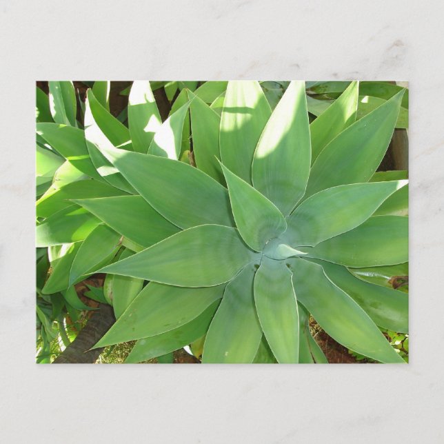 Postal Verdor (Anverso)