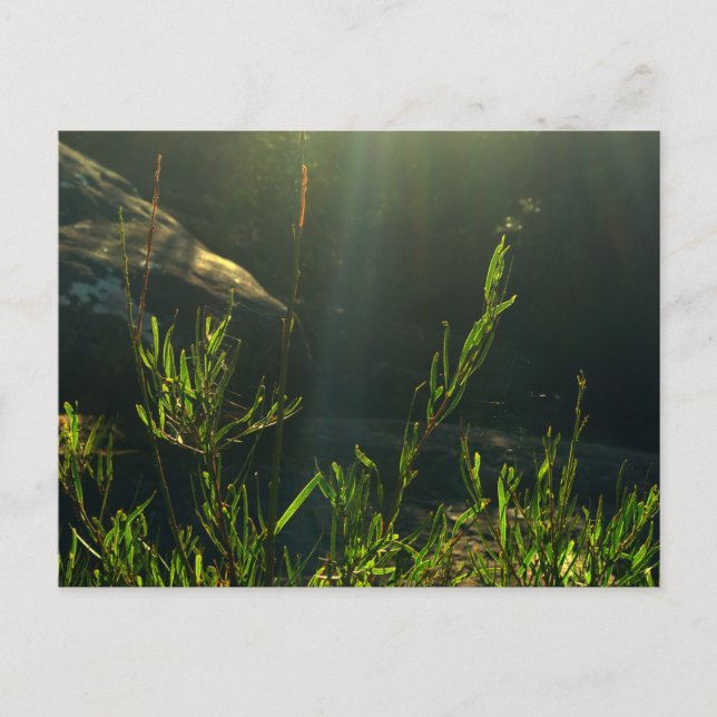 Postal Verdor (Anverso)