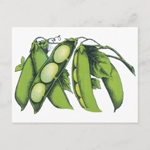 Postal Verduras de cosecha; alubias de Lima, alimentos de