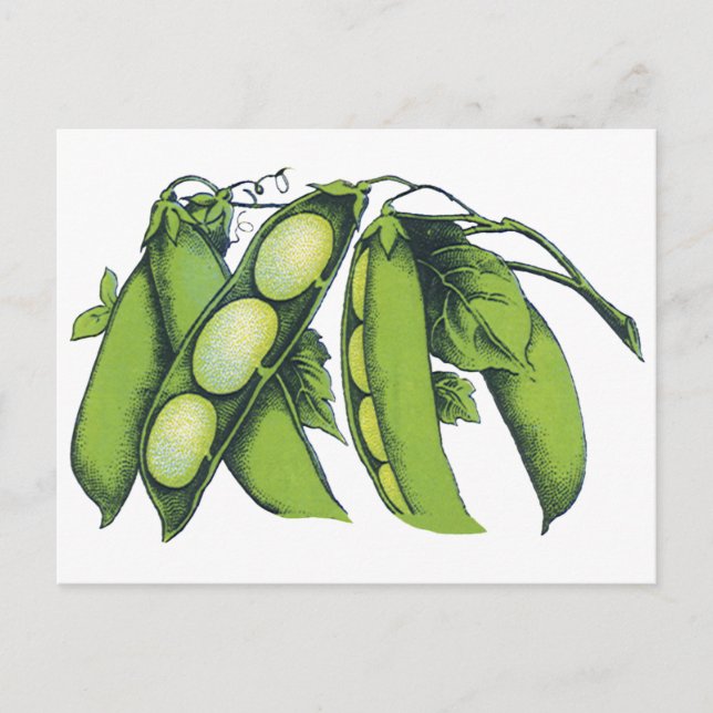 Postal Verduras de cosecha; alubias de Lima, alimentos de (Anverso)