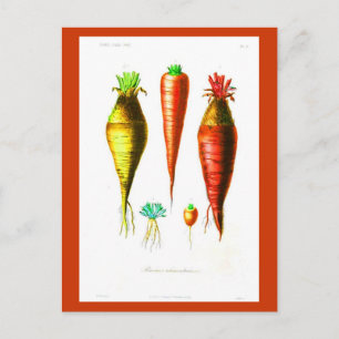 Postal Verduras de raíz postales-botánicas