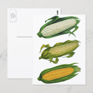 Postal Verduras Saludables de Comida Antigüa, Maíz Fresco