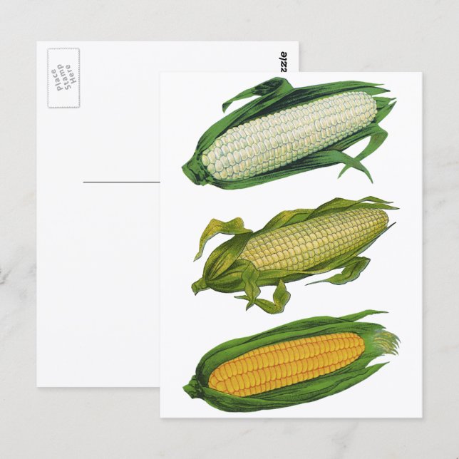Postal Verduras Saludables de Comida Antigüa, Maíz Fresco (Anverso / Reverso)
