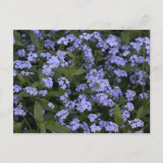 Postal Vergissmeinnicht