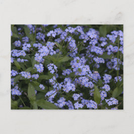 Postal Vergissmeinnicht