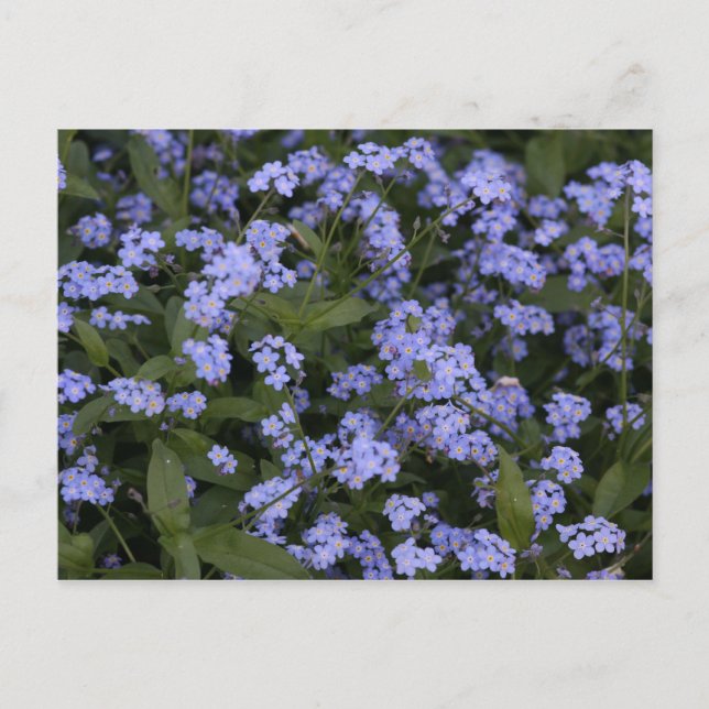 Postal Vergissmeinnicht (Anverso)