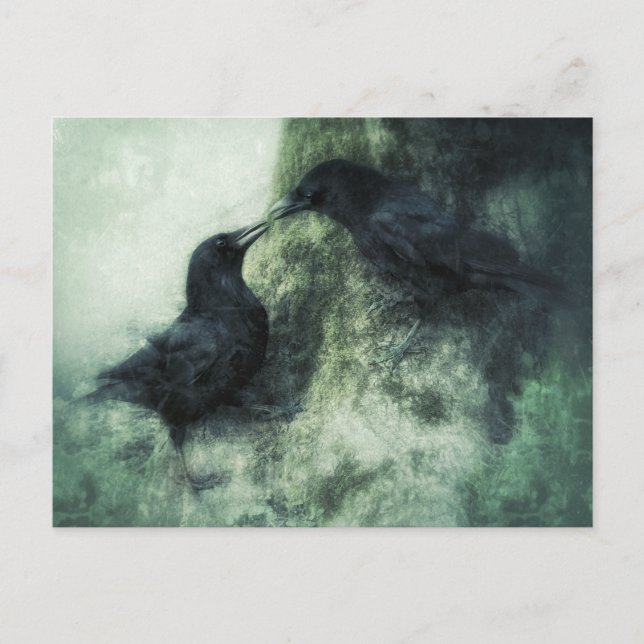 Postal Verliebte Krähen Raben Vögel  (Anverso)