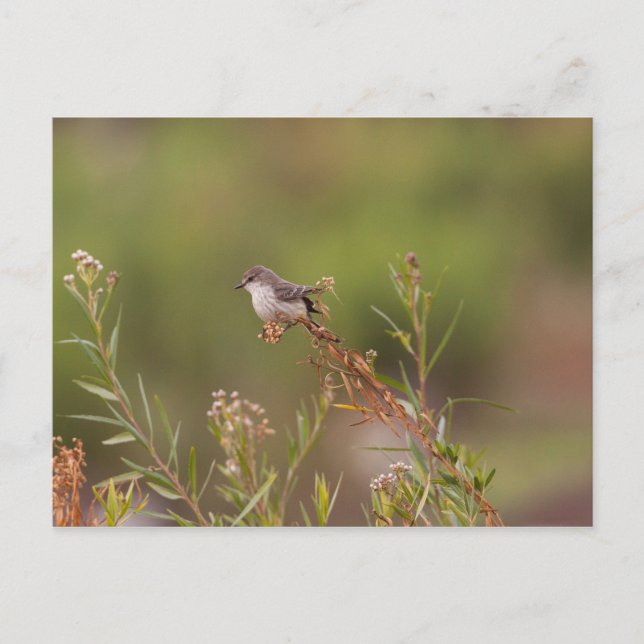 Postal Vermilion Flycatcher femenina (Anverso)