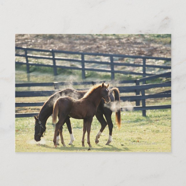 Postal Vermont, EE.UU. (Anverso)