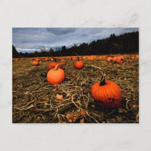 Postal Vermont Pumpkin Patch