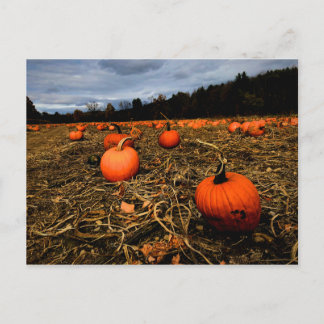 Postal Vermont Pumpkin Patch