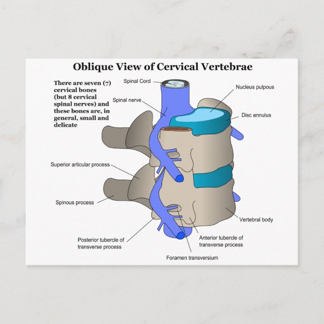 Postal Vertebra cervical de la columna espinal humana (Anverso)