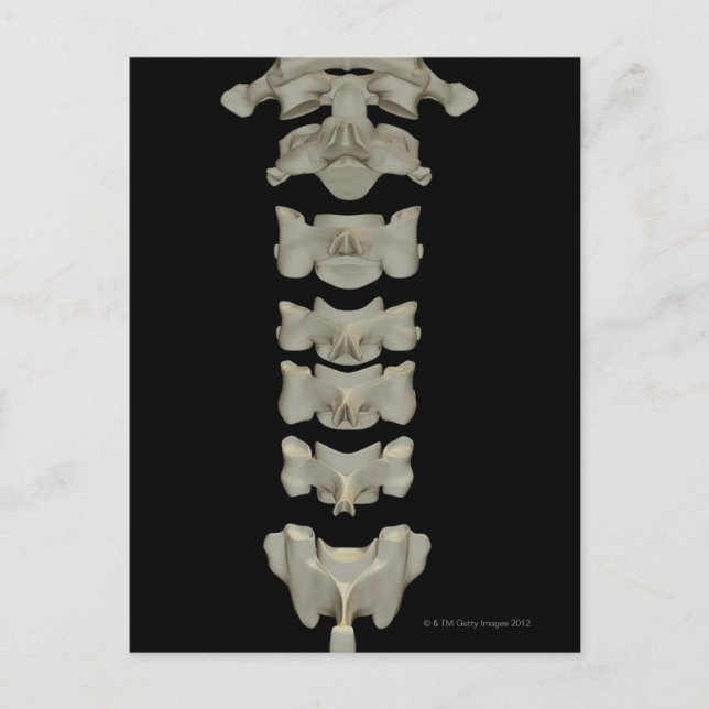 Postal Vertebrae cervical (Anverso)