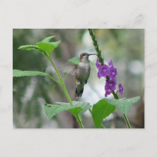 Postal Vervain Postcard