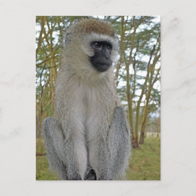 Postal Vervet Monkey (Anverso)