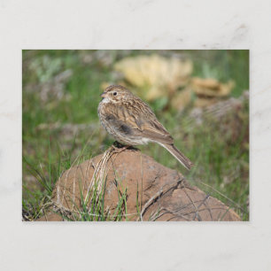 Postal Vesper Sparrow