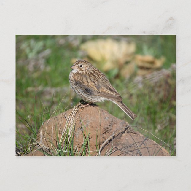 Postal Vesper Sparrow (Anverso)