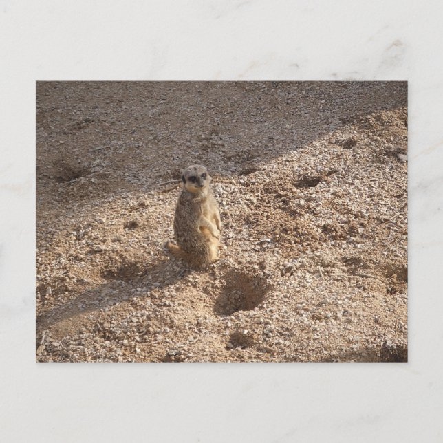 Postal ¡Vi esto y pensé en ti! (Anverso)