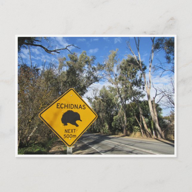 Postal viaje por carretera de echidnas (Anverso)