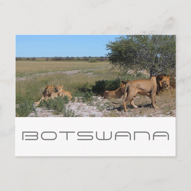 Postal Viaje por la sabana de leones del Kalahari central (Anverso)