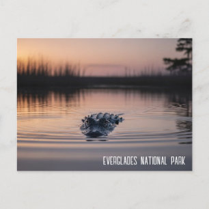 Postal Viaje por los Everglades de Florida con Cocodrilos