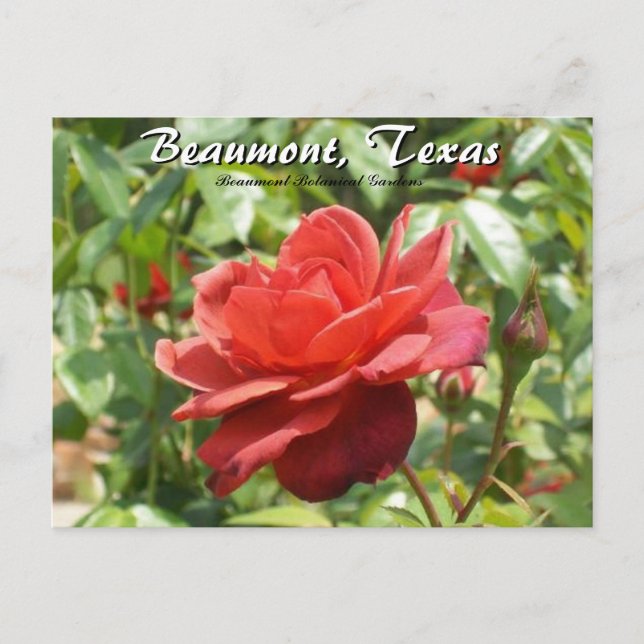 Postal Viajes de Rosas del Jardín Botánico de Texas en Be (Anverso)