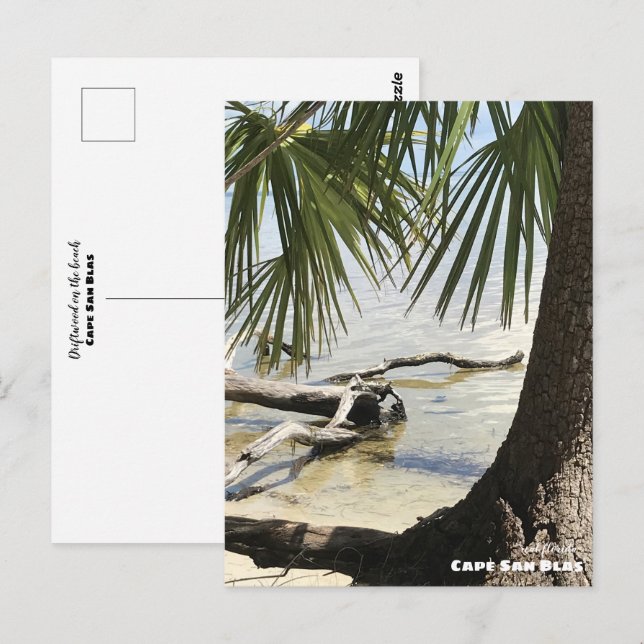 Postal Viajes | Florida - Cape San Blas Driftwood (Anverso / Reverso)