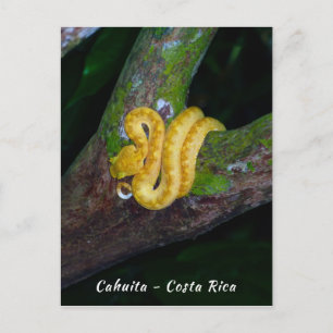 Postal Víbora de pestañas en Punta Cahuita - Costa Rica