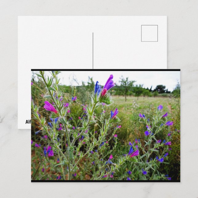 Postal Víbora púrpura, Echium Plant (Anverso / Reverso)