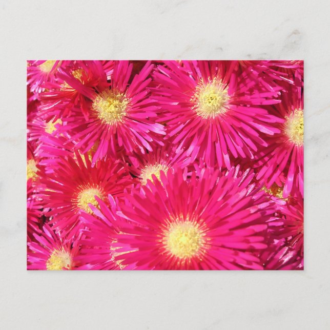 Postal Vibrant trailing ice plant (Anverso)
