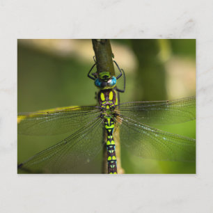 Postal Vibrante Hawker Dragonfly Close - Foto de Wildlife