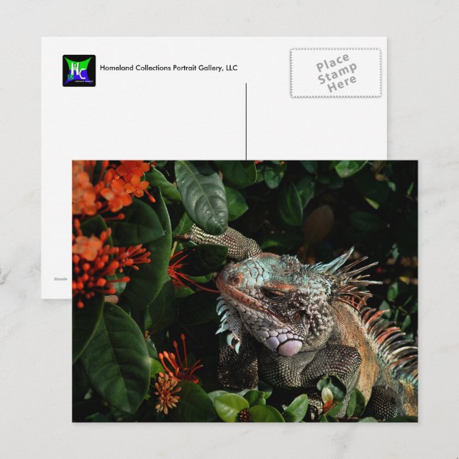Postal Vibrante Iguana Post Card, Islas Vírgenes Estadoun (Anverso / Reverso)