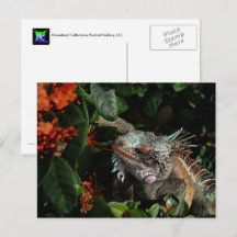 Vibrante Iguana Post Card, Islas Vírgenes Estadoun
