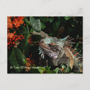 Postal Vibrante Iguana Post Card, Islas Vírgenes Estadoun