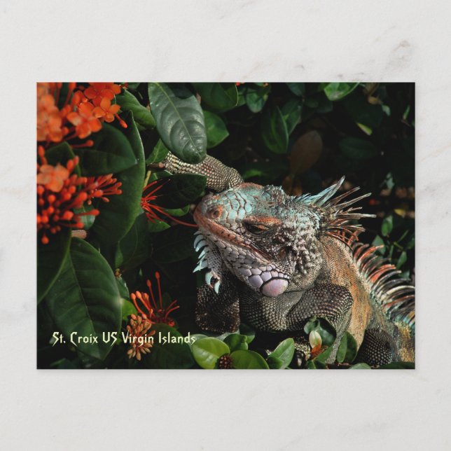 Postal Vibrante Iguana Post Card, Islas Vírgenes Estadoun (Anverso)