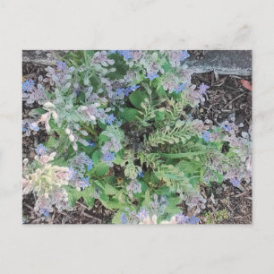 Postal Vibrante jardín herbal de Borraja estrellada azul
