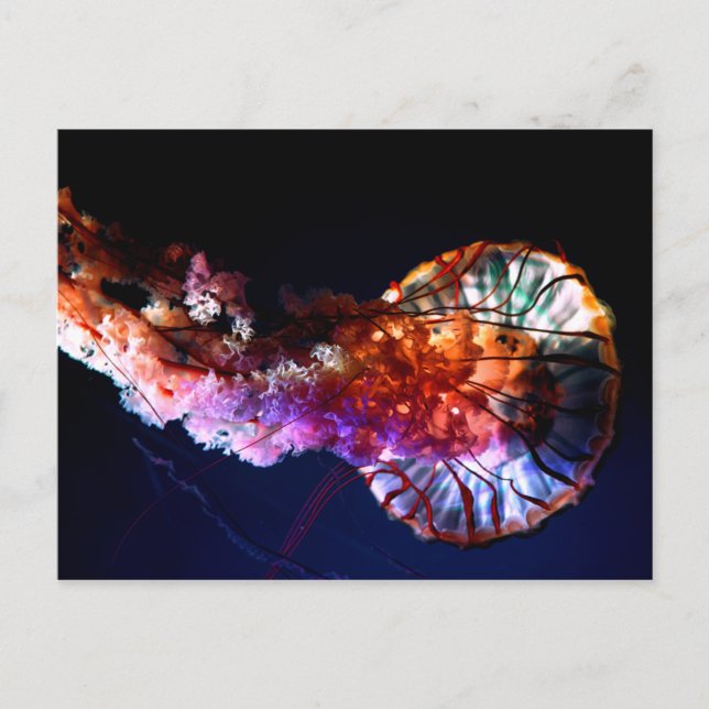 Postal Vibrante medusa submarina tropical (Anverso)