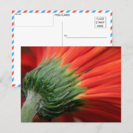 Postal Vibrante Naranja Gerbera Daisy postcarta de cierre