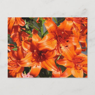 Postal Vibrante Naranja Tiger Lilies