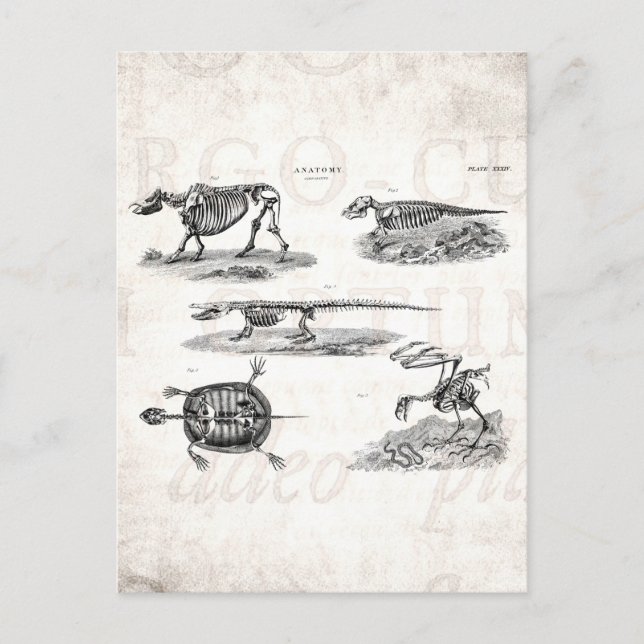 Postal Vibrantes esqueletos animales de la década de 1800 (Anverso)
