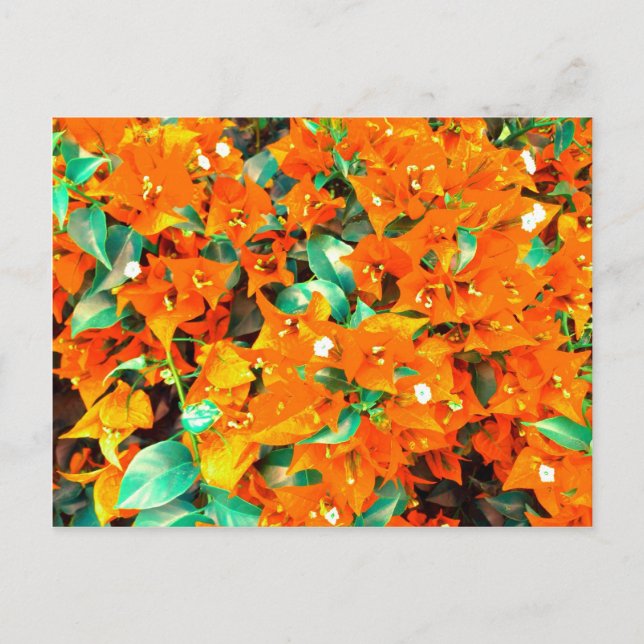 Postal Vibrantes Flores de Buganvilla Naranja (Anverso)
