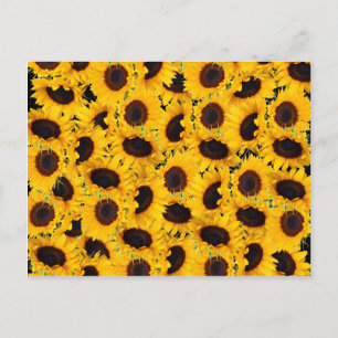 Postal Vibrantes Hermosos Sunflowers Naturaleza Impresion