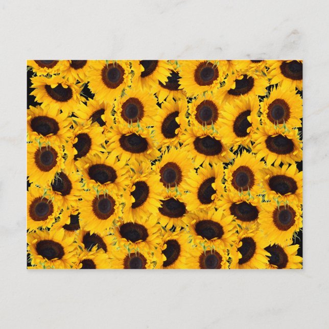 Postal Vibrantes Hermosos Sunflowers Naturaleza Impresion (Anverso)