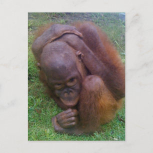 Postal Víctimas comerciales ilegales de Mascotas de vida 