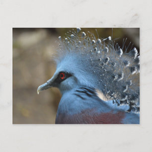 Postal Victoria Crowne Pigeon
