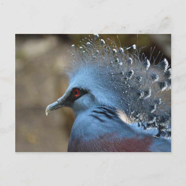Postal Victoria Crowne Pigeon (Anverso)