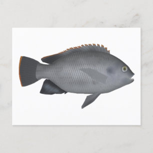 Postal Victoria Tilapia