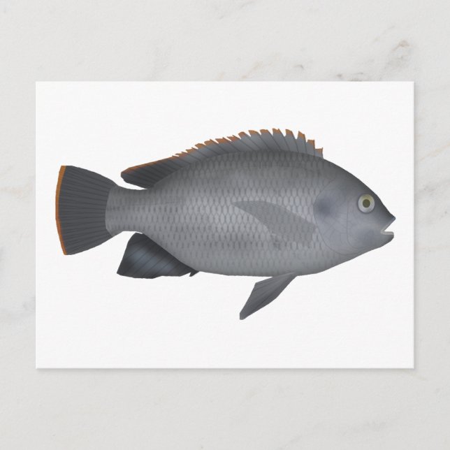 Postal Victoria Tilapia (Anverso)